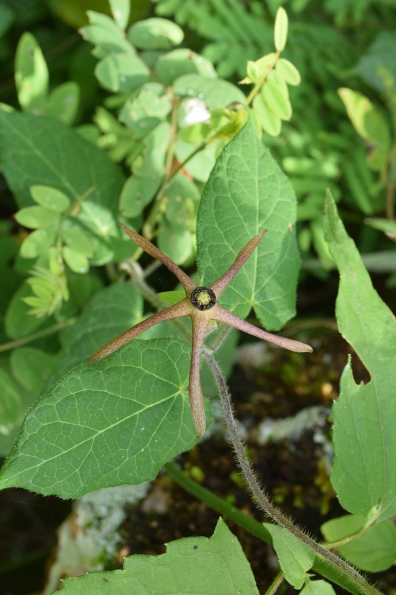 Polystemma purpusii photo 2
