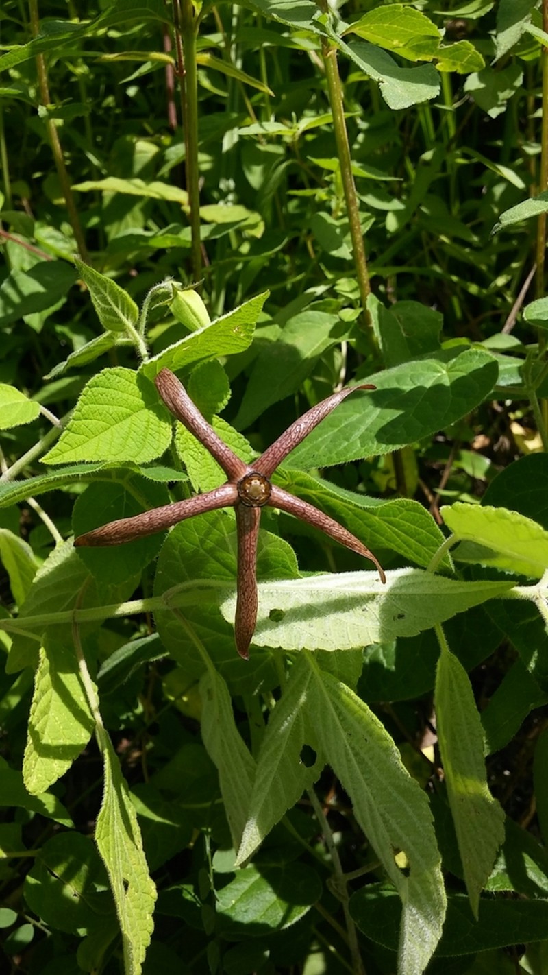 Polystemma purpusii photo 3