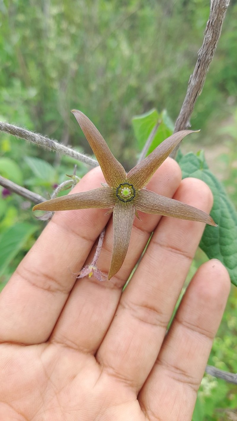 Polystemma purpusii photo 4