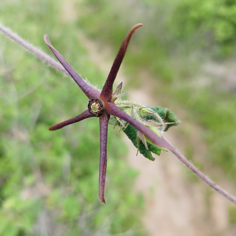Polystemma purpusii photo 5