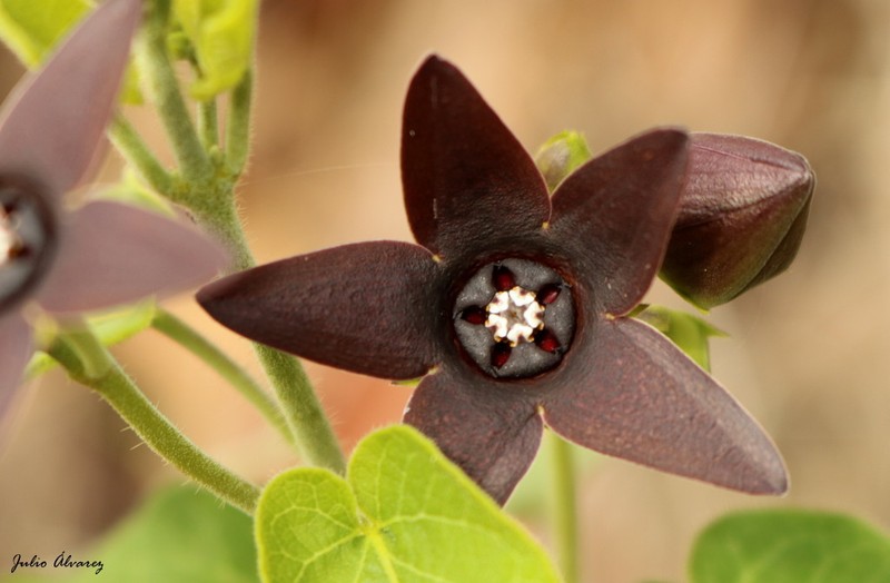 Polystemma quercetorum