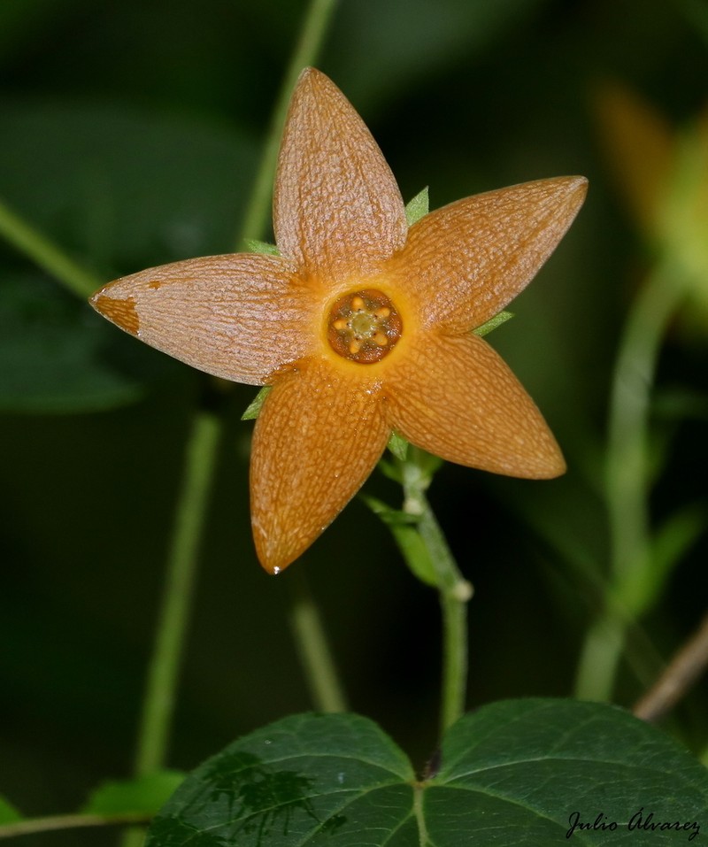 Polystemma quercetorum photo 2