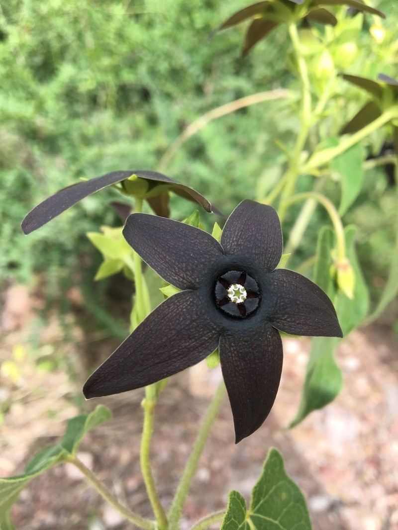 Polystemma quercetorum photo 3