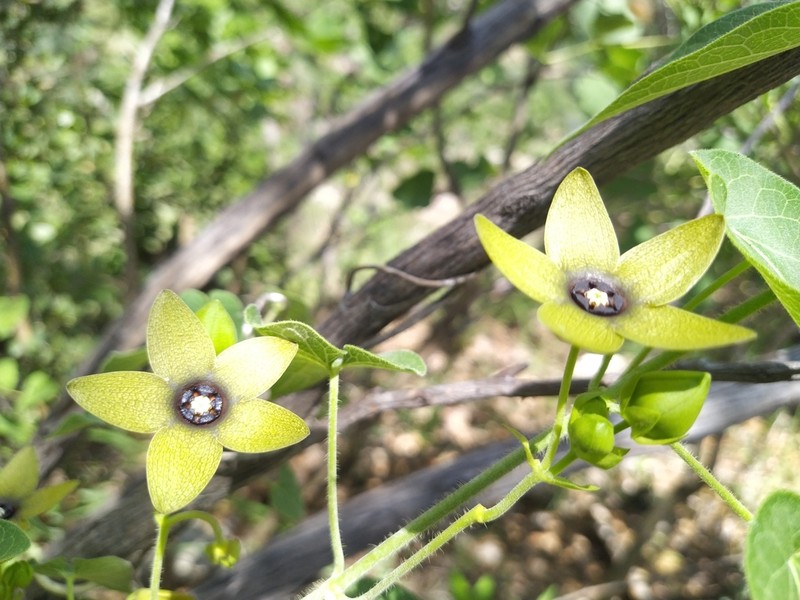 Polystemma quercetorum photo 4