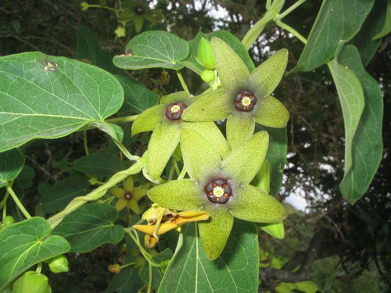 Polystemma quercetorum photo 5