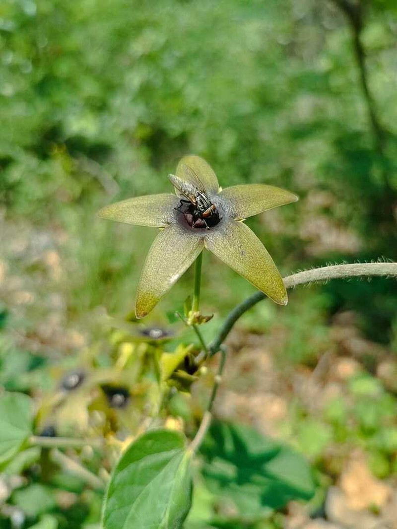 Polystemma quercetorum photo 6
