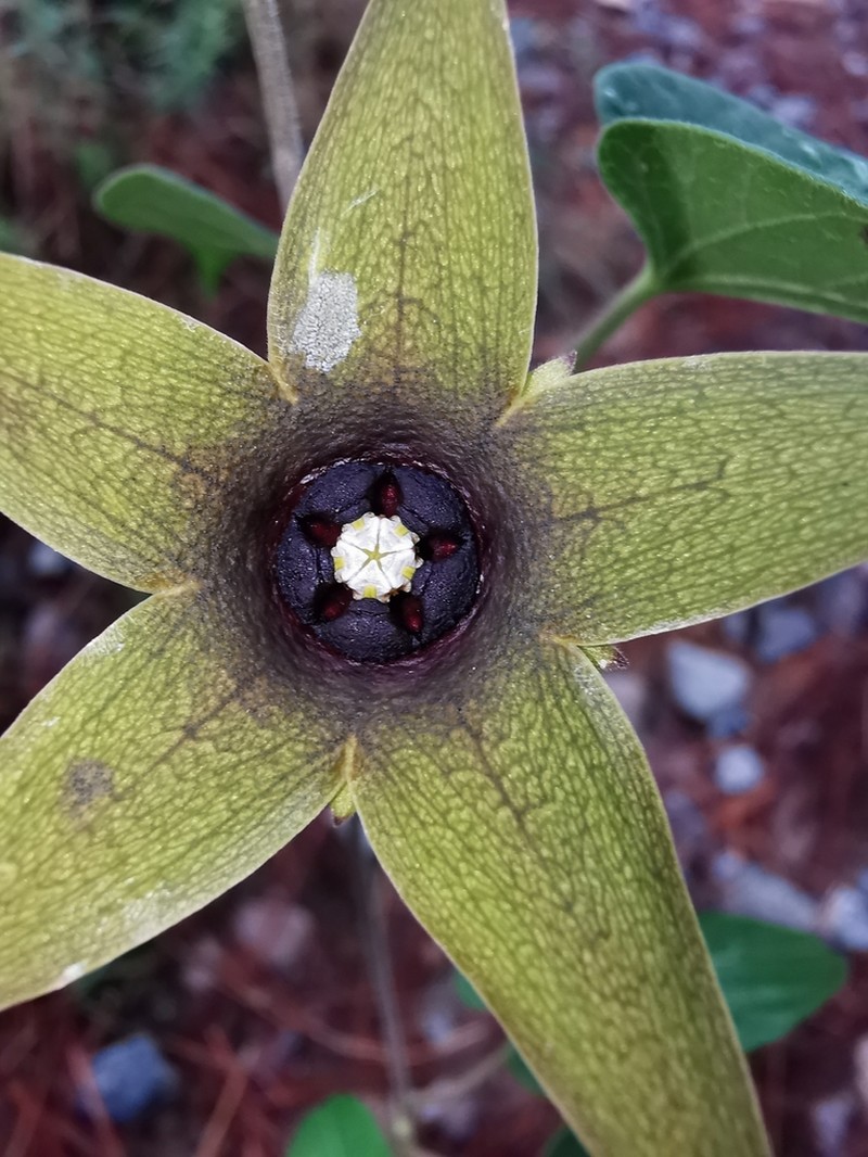Polystemma quercetorum photo 8