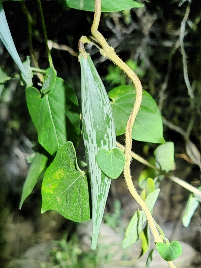 Polystemma tristiflorum