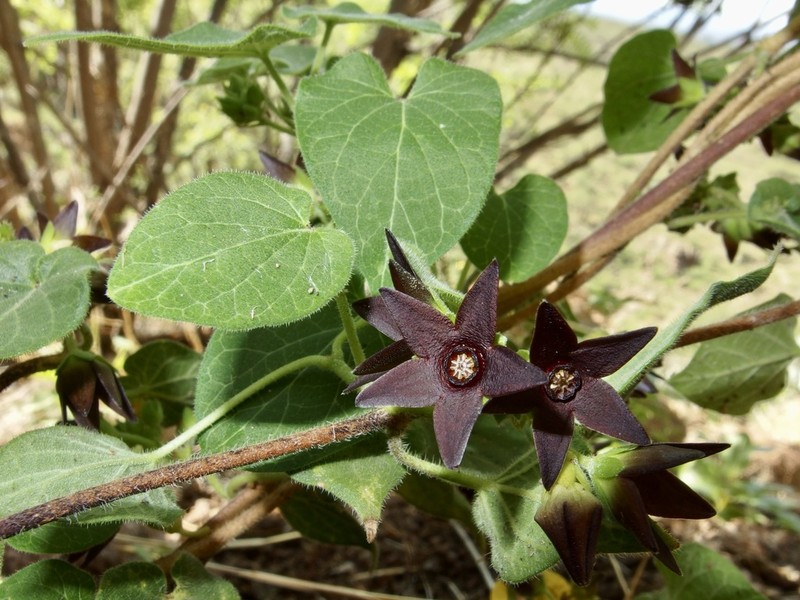 Polystemma tristiflorum photo 2
