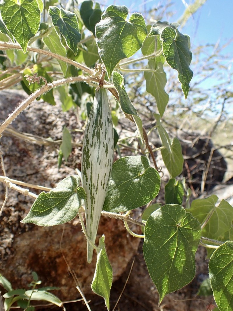 Polystemma tristiflorum photo 3