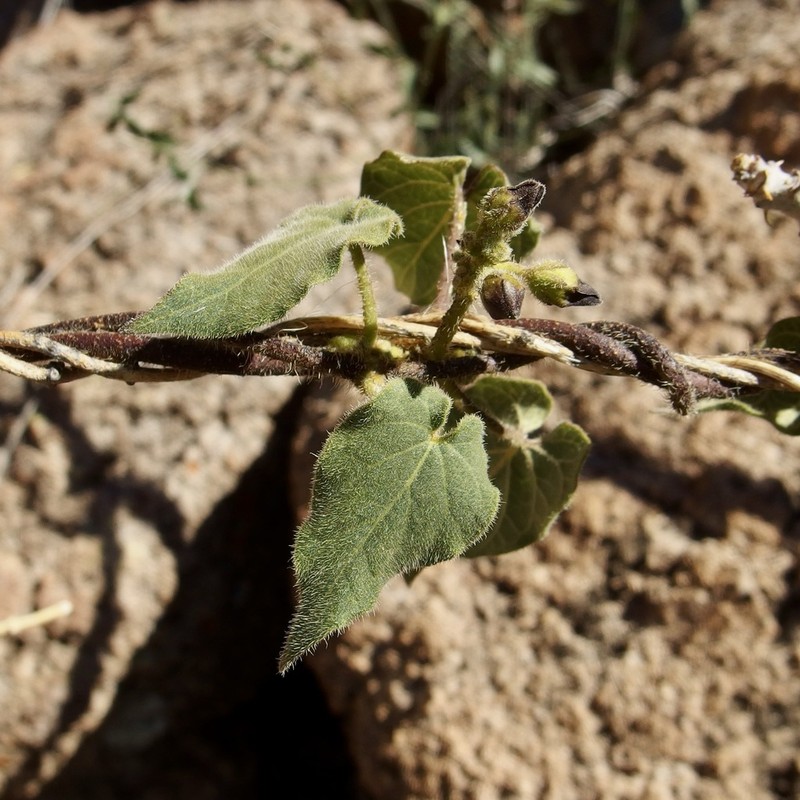 Polystemma tristiflorum photo 4
