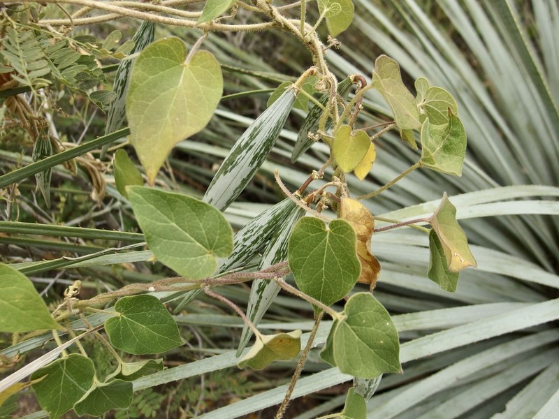 Polystemma tristiflorum photo 5
