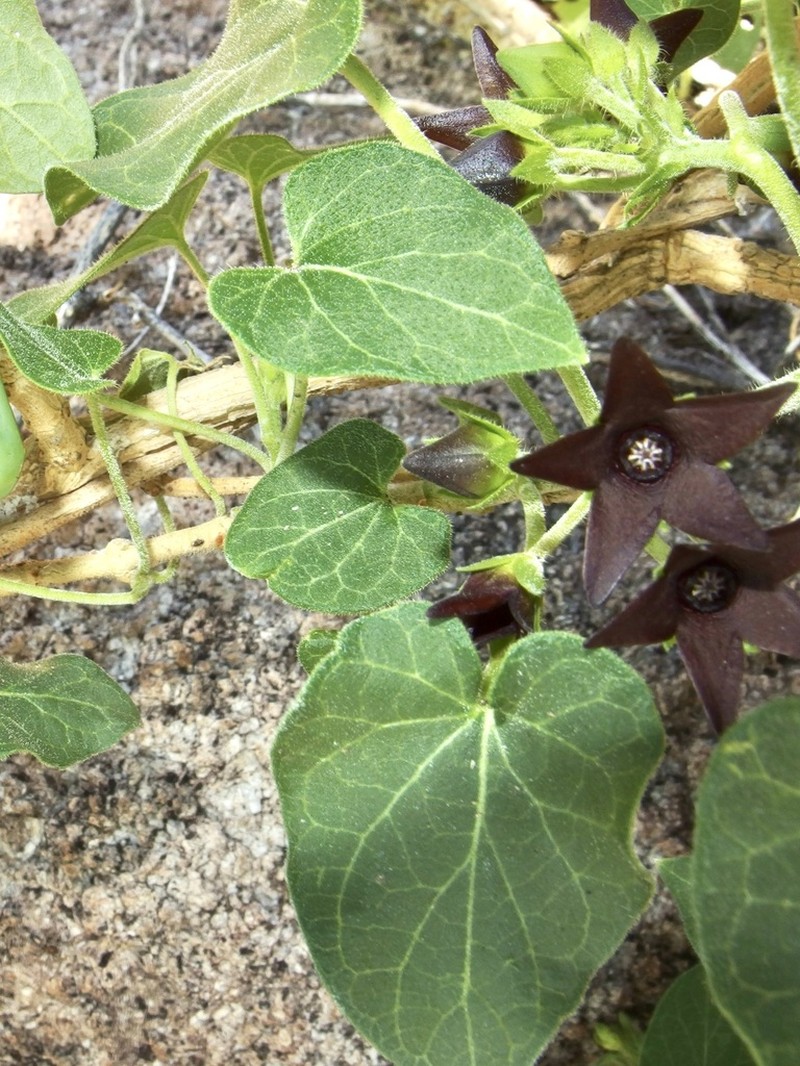 Polystemma tristiflorum photo 6
