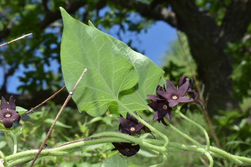Polystemma tristiflorum photo 7