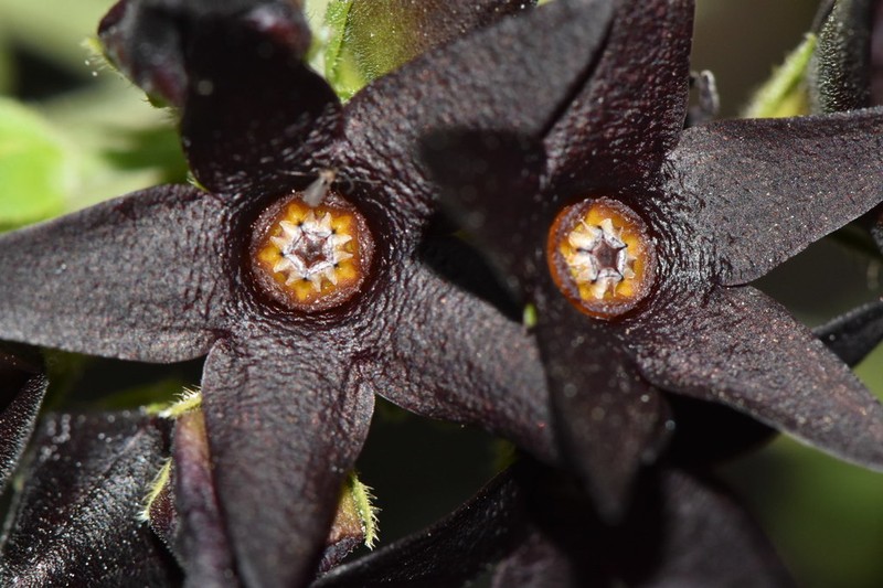 Polystemma tristiflorum photo 8