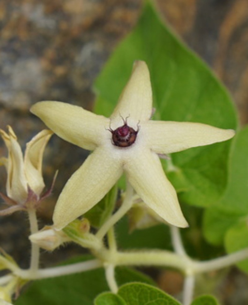 Polystemma umbellatum