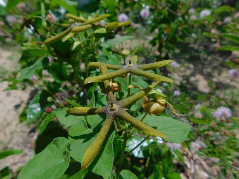 Polystemma umbellatum photo 2