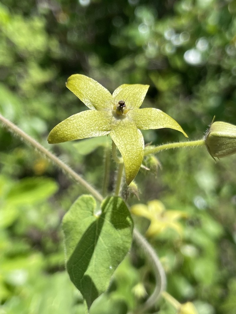 Polystemma umbellatum photo 3