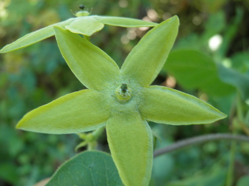 Polystemma umbellatum photo 4
