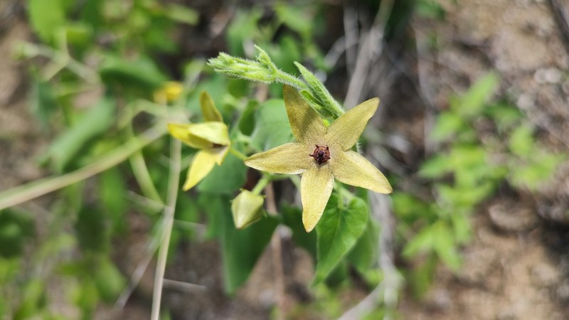 Polystemma umbellatum photo 5