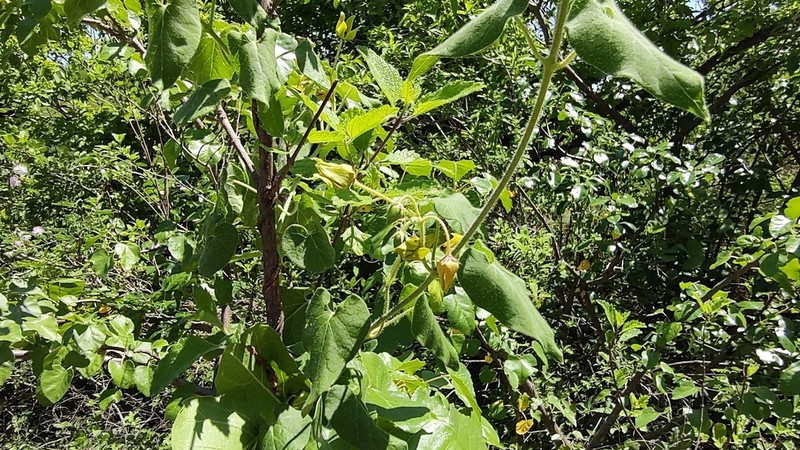 Polystemma umbellatum photo 6