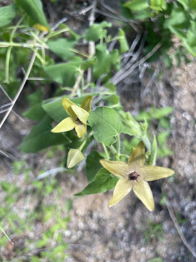 Polystemma umbellatum photo 7