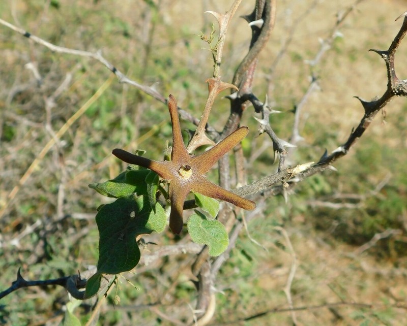Polystemma umbellatum photo 8