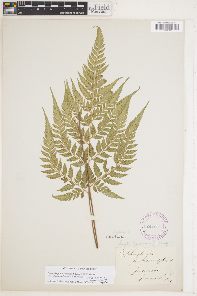 Polystichopsis × sanchezii