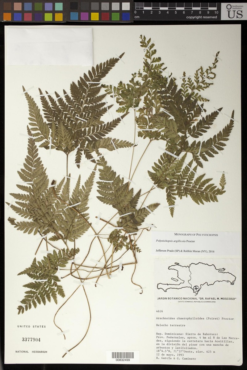 Polystichopsis argillicola