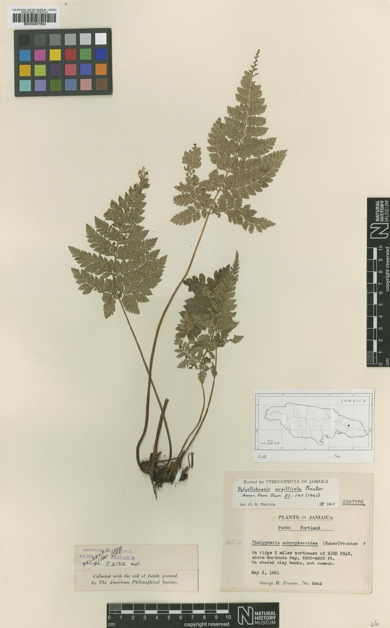 Polystichopsis argillicola photo 2