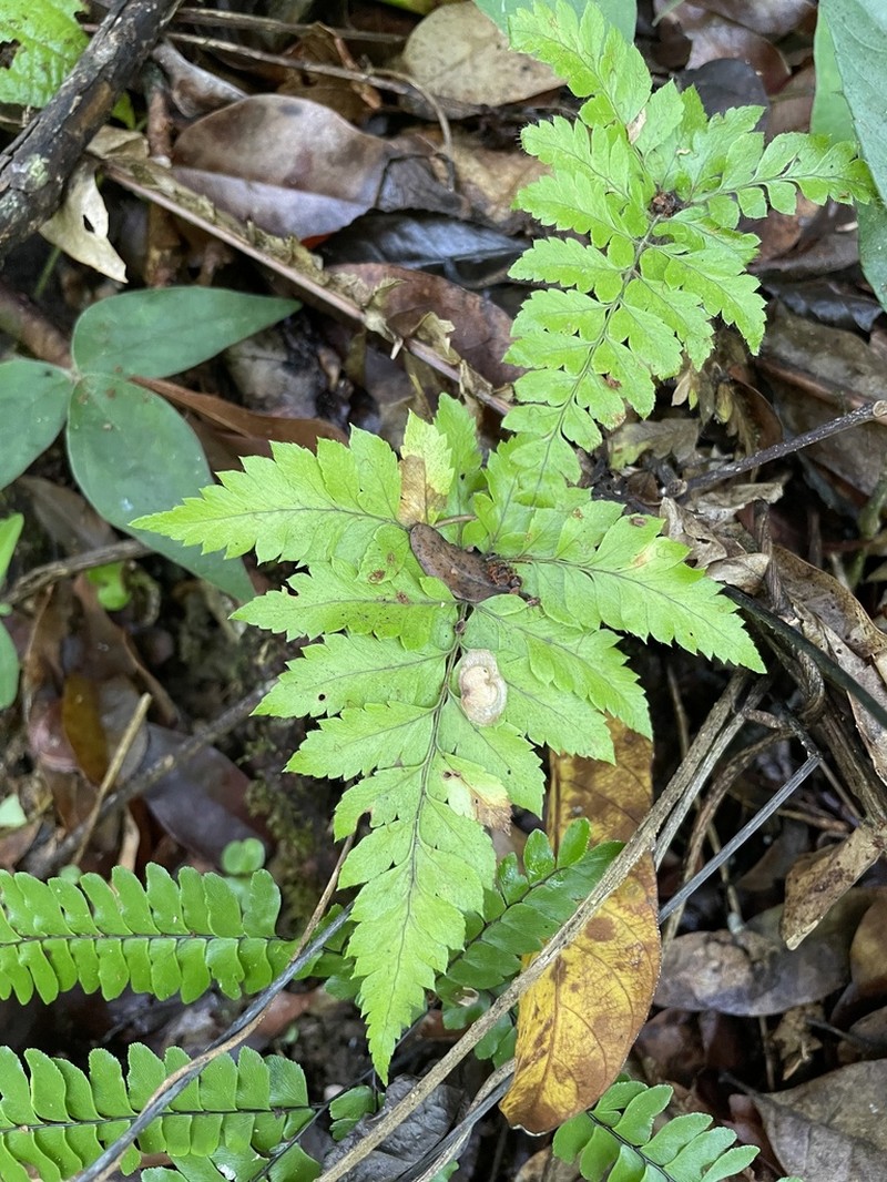 False Hollyfern
