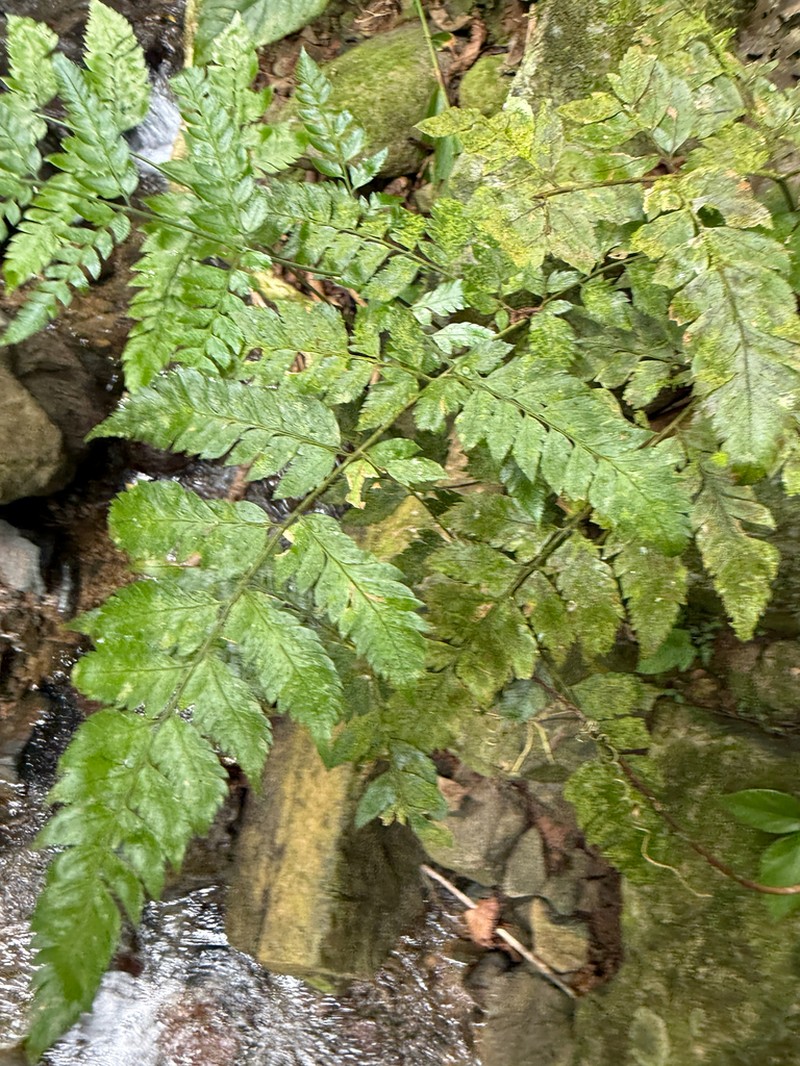 False Hollyfern photo 2