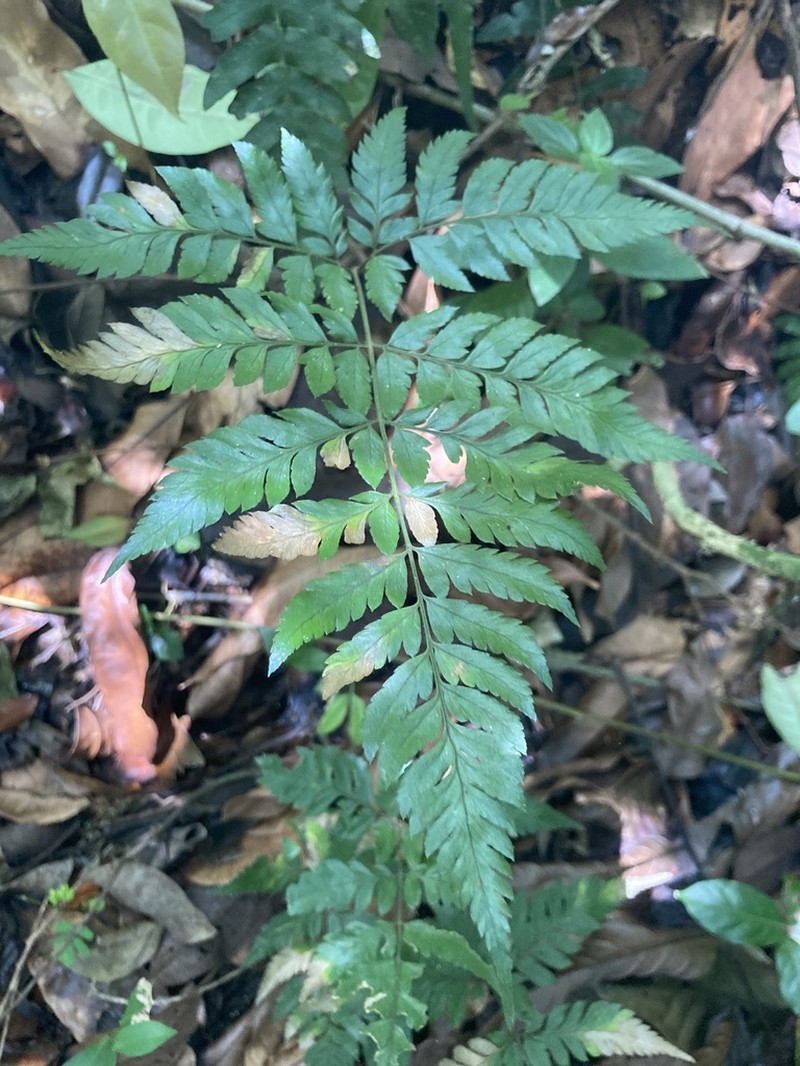 False Hollyfern photo 3