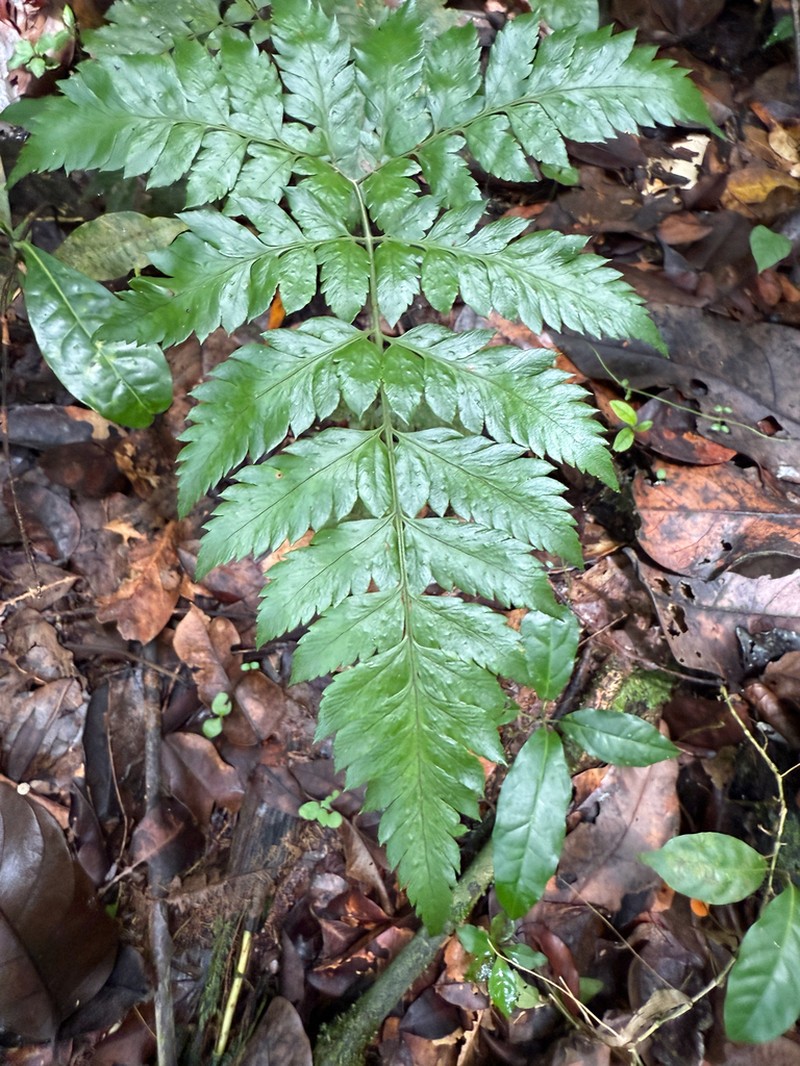 False Hollyfern photo 4