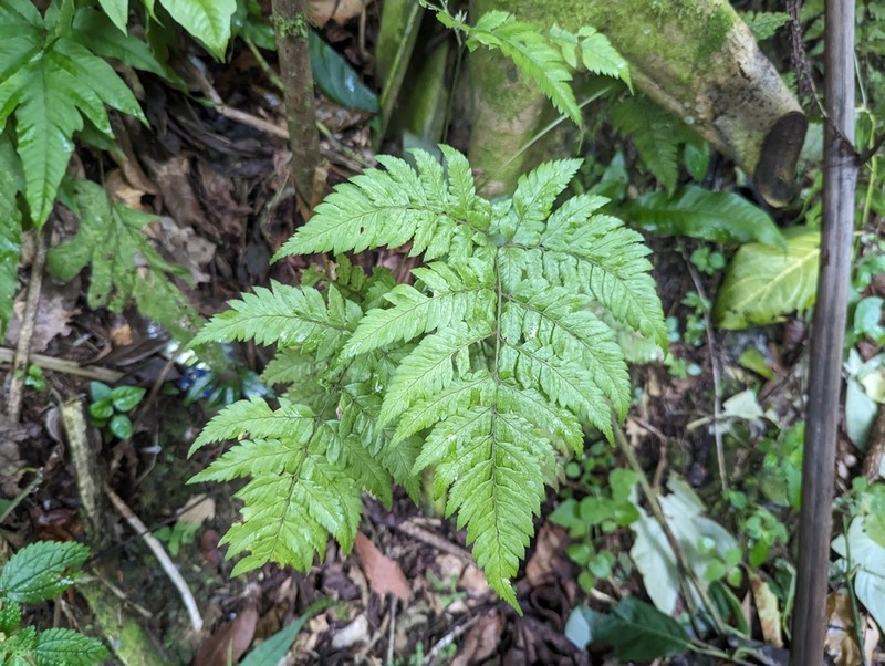 False Hollyfern photo 5