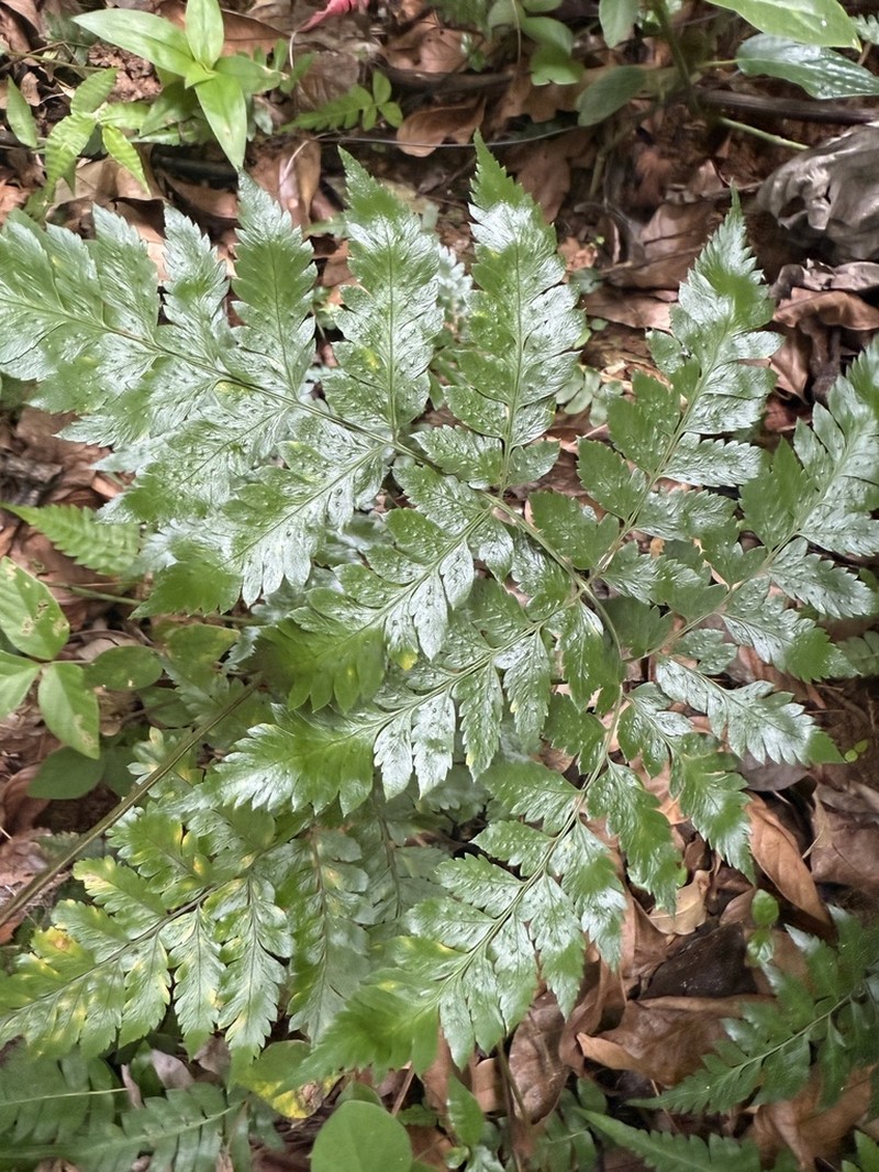 False Hollyfern photo 6