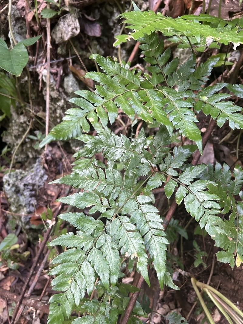 False Hollyfern photo 7