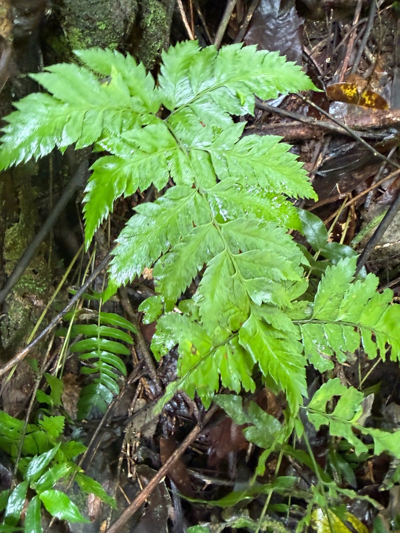 False Hollyfern photo 8