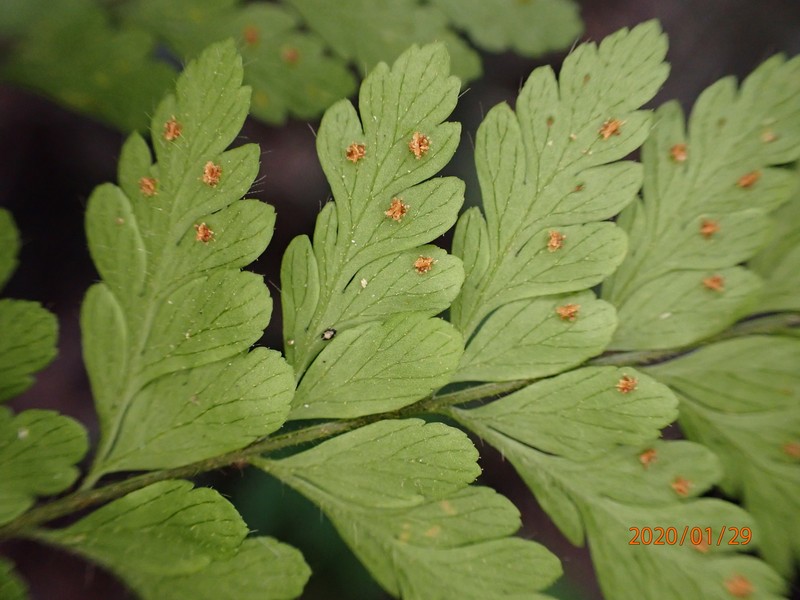Polystichopsis lurida photo 2