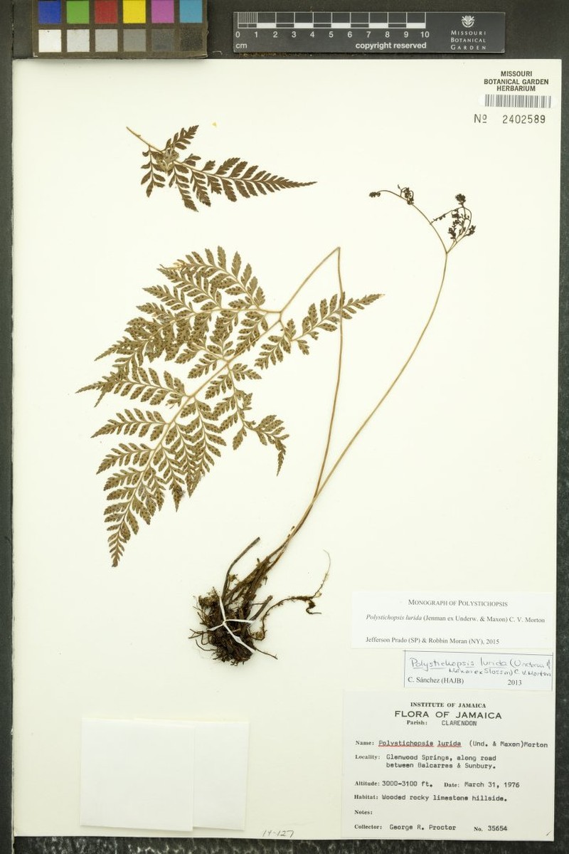 Polystichopsis lurida photo 3