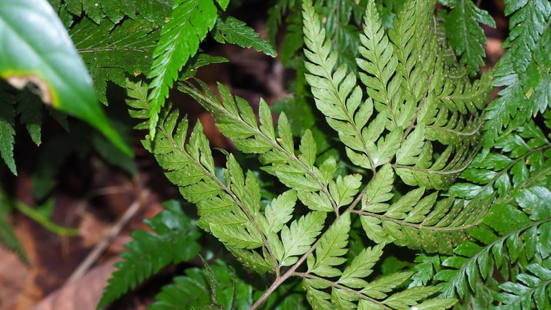 Polystichopsis muscosa