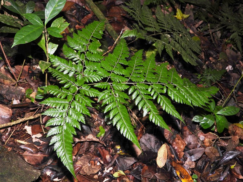 Polystichopsis muscosa photo 3