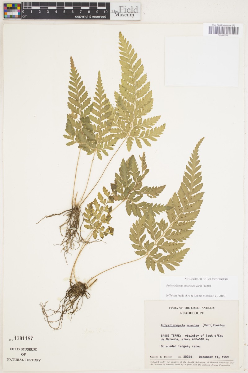Polystichopsis muscosa photo 5