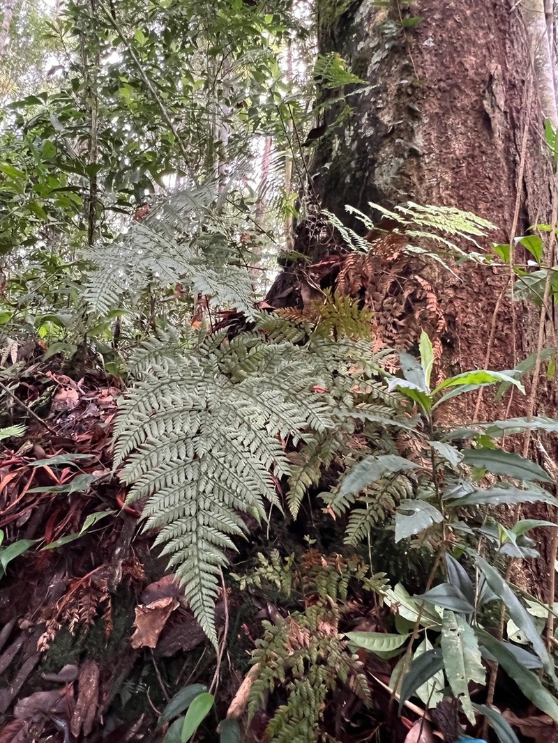 Polystichopsis ochropteroides