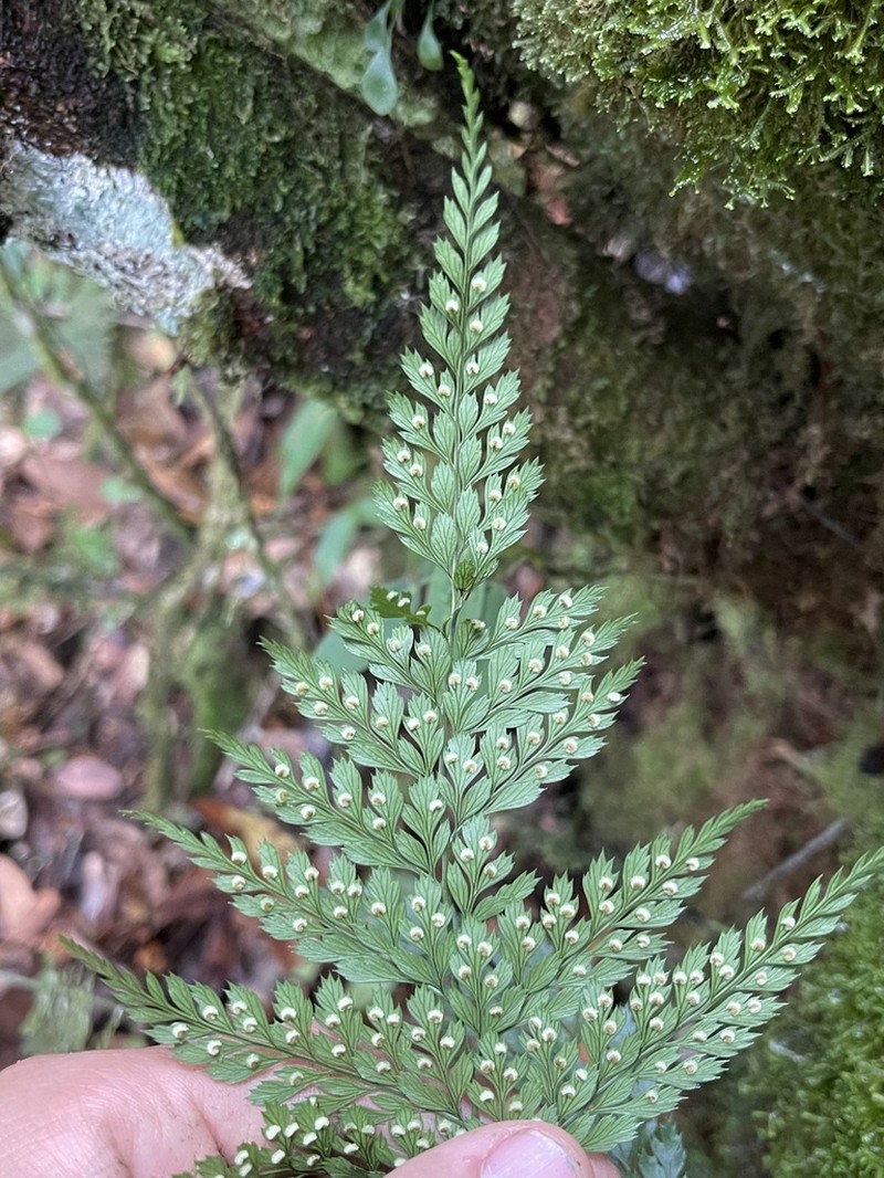 Polystichopsis ochropteroides photo 2