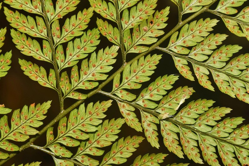Polystichopsis ochropteroides photo 3