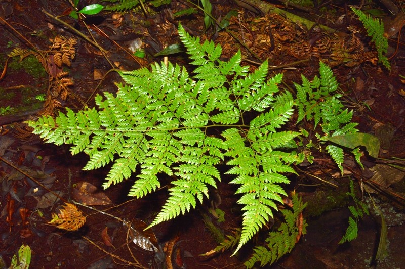 Polystichopsis ochropteroides photo 4