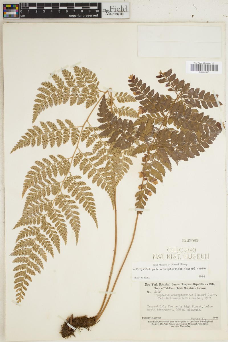 Polystichopsis ochropteroides photo 5