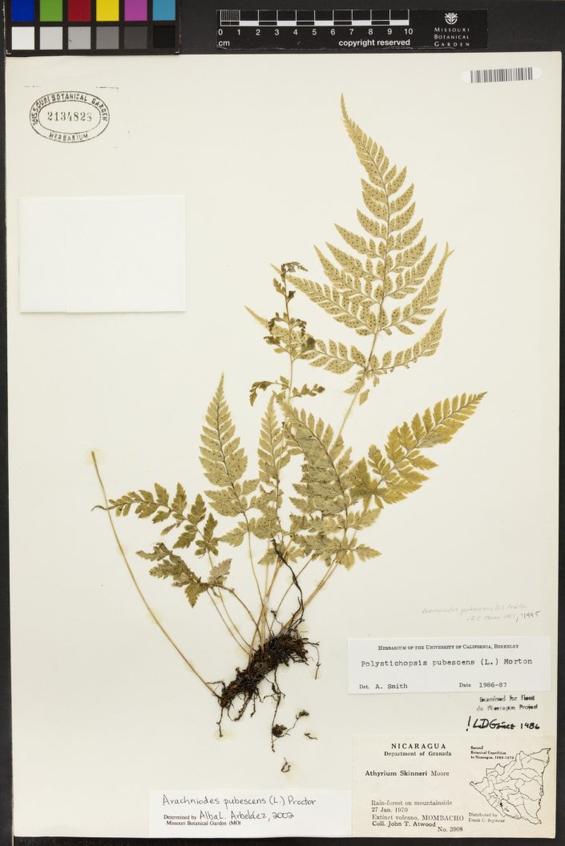 Polystichopsis pubescens