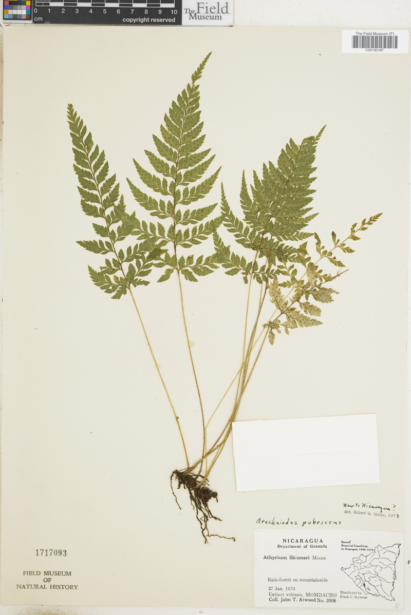 Polystichopsis pubescens photo 2